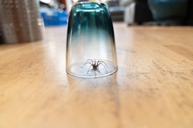 a Caught big dark common house spider under a drinking glass on a smooth wooden floor seen from ground level in a living room in a residential home clipart