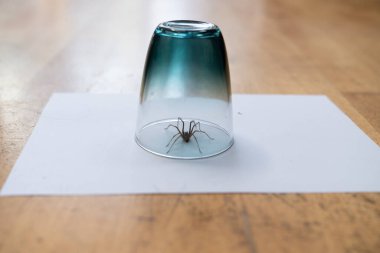Oturma odasındaki zemin kattan görülen pürüzsüz ahşap zeminde içki bardağının altında büyük, karanlık bir ev örümceği yakalandı.