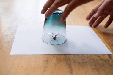 Büyük, karanlık bir ev örümceği, su bardağının altında zemin kattan görülen düz bir ahşap zeminde iki erkek eli olan bir ev evinde yakalandı.