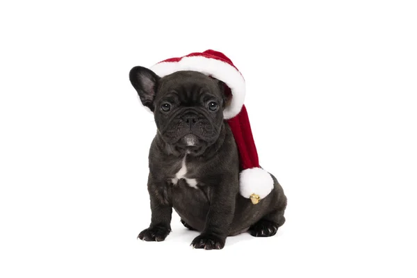 Uma Foto Estúdio Adorável Cachorro Buldogue Francês Usando Chapéu Natal — Fotografia de Stock