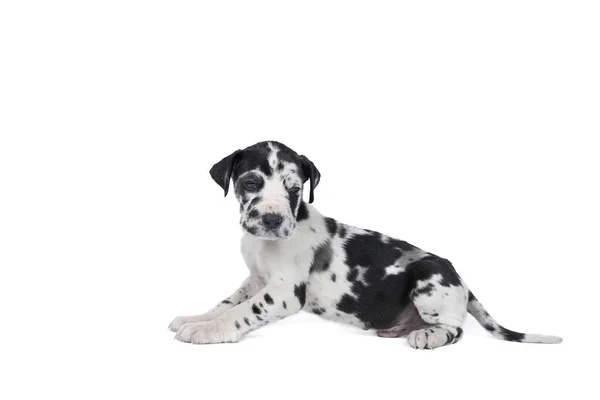 哈莱金犬世界上最大的犬种 大丹麦犬或德国犬的宠物狗 哈莱金犬皮毛白色 有黑斑 孤立地坐在白色的环境中 — 图库照片