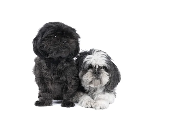 İki Shih-Tzu (Shih Tzu) yavrusu ve anne siyah, beyaz ve gri, beyaz arka planda izole bir şekilde oturuyor ve yatıyor, kameraya bakıyor, iki köpek.