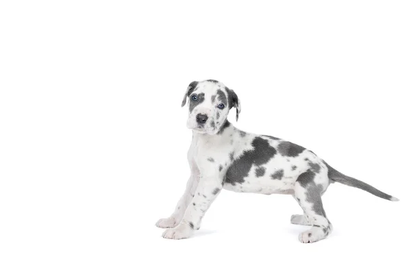 Een Pup Van Great Dane Dog German Dog Het Grootste — Stockfoto