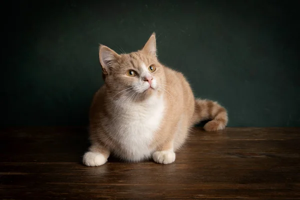 Retrato Gato Vermelho Gengibre Branco Tabby Sentado Uma Mesa Madeira — Fotografia de Stock