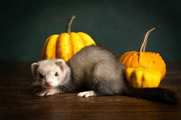 Een Jonge Fret Polecat Puppy Een Stilleven Scene Met Pompoenen — Stockfoto