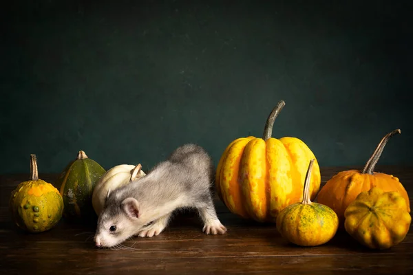 Ein Junger Frettchen Oder Iltis Welpe Einer Stilvollen Szene Mit — Stockfoto