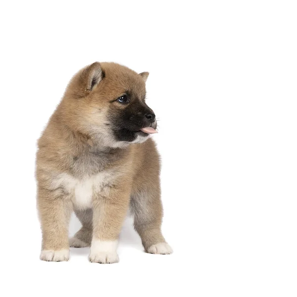 Cachorro Shiba Inu Pie Aislado Fondo Blanco Mostrando Lengua Mirando — Foto de Stock