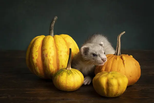 Ferret or polecat puppy in a stillife scene with pumpkins against a green background