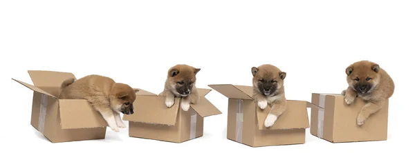 Quattro Piccoli Cuccioli Shiba Inu Seduti Una Scatola Cartone Isolato — Foto Stock