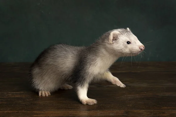 Fret Polecat Puppy Loopt Naar Rechts Een Rembrandt Licht Instelling — Stockfoto