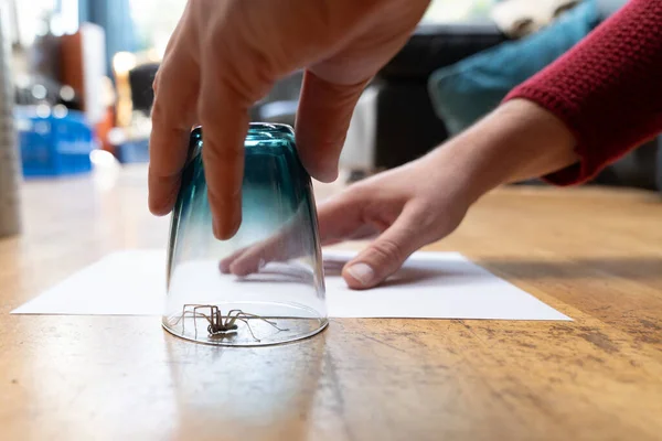 Caught Big Dark Common House Spider Drinking Glass Smooth Wooden — Stock Photo, Image