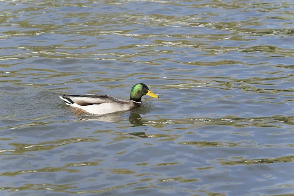 Pato Salvaje Macho Nadando Estanque Luz Del Sol Mostrando Hermosa — Foto de Stock