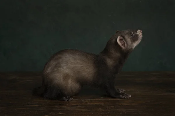 Jong Fret Polecat Pup Full Body Een Stilleven Scène Kijken — Stockfoto