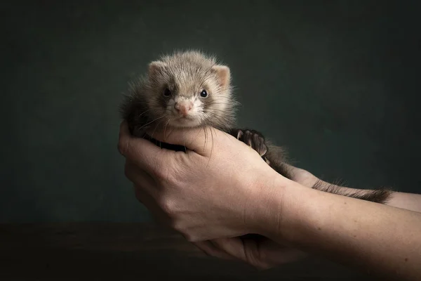 Jonge Fret Polecat Puppy Een Stilleven Scène Handen Gehouden Door — Stockfoto
