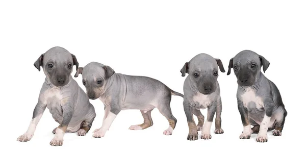 Panorama Cuatro Cachorros American Hairless Terrier Aislados Sobre Fondo Blanco —  Fotos de Stock