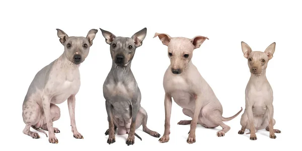 Panorama Four Adult American Hairless Terrier Dogs Isolated White Background — Stock Photo, Image