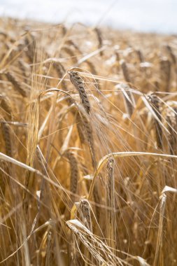 Bir yaz günü arpa tarlası. Hasat mevsiminde, mavi gökyüzü ve bulutlarla mahsulleri kapatın.