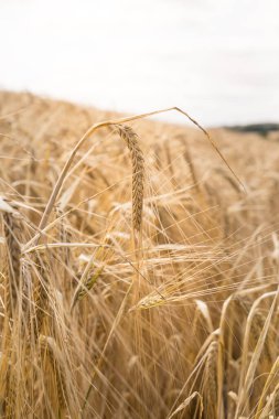 Bir yaz günü arpa tarlası. Hasat mevsiminde, mavi gökyüzü ve bulutlarla mahsulleri kapatın.