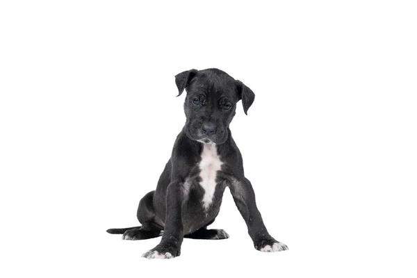 Puppy Van Grote Deen Hond Duitse Hond Grootste Hondenras Wereld — Stockfoto