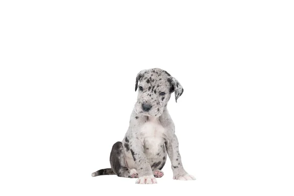 Puppy Great Dane Dog German Dog Largest Dog Breed World — Stock Photo, Image