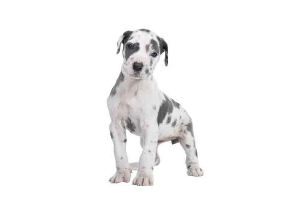 Een Pup Van Grote Deen Hond Duitse Hond Grootste Hondenras — Stockfoto
