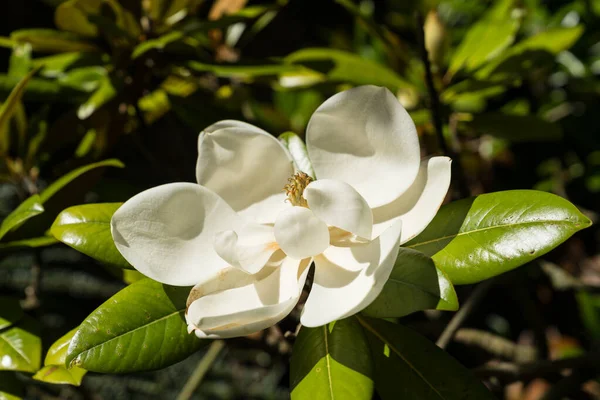 Enstaka Blomma Magnolia Grandiflora Stor Vit Blomma Med Stark Bräcklighet — Stockfoto