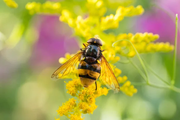 如蜜蜂苍蝇 蜜蜂和冬青蝴蝶 栖息在黄色园艺植物的花朵上 采集花粉和花蜜 — 图库照片