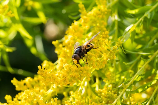如蜜蜂苍蝇 蜜蜂和冬青蝴蝶 栖息在黄色园艺植物的花朵上 采集花粉和花蜜 — 图库照片