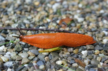 Dev kırmızı yol kenarı sümüklü böceği, İspanyol sümüklüböceği, kabuksuz karasal gastropod yumuşakça küçük kiremitli bir yolun üzerinden kayıyor.
