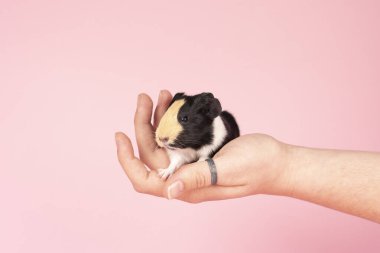 Pembe arka planda bir insanın elinde oturan şirin bir bebek kobay.