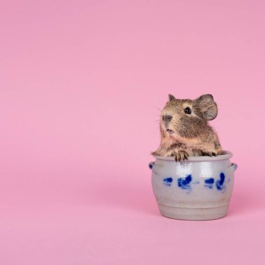 Pembe arka planda, parfümlü bir tencerede oturan küçük şirin bir kobay bebek.