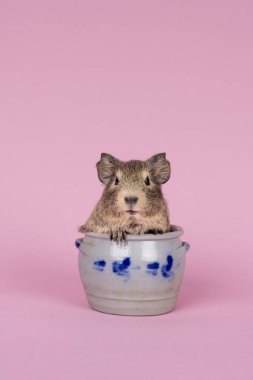 A cute small baby guinea pig sitting in a cologne earthenware pot on pink coloured background clipart