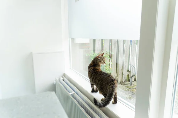 窓の外を見ている獣医師の診療所の診察台の近くの窓の縁に座っているタビー猫 — ストック写真