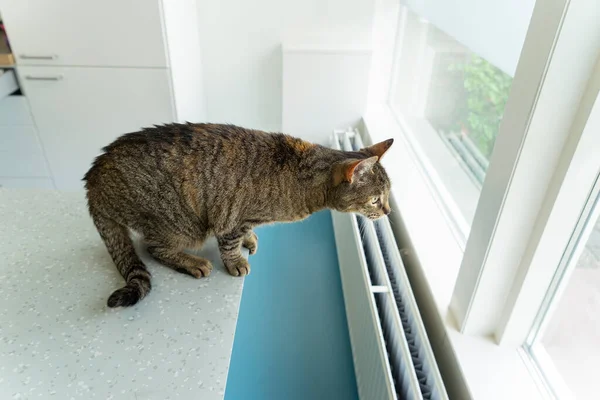 Tabby Katt Sitter Vid Ett Undersökningsbord Veterinär Klinik Tittar Genom — Stockfoto