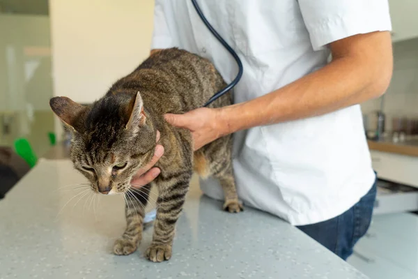 Tekir kedi, steteskopla tanınmayan bir veteriner tarafından muayene ediliyor. Onu tutarken kalbini dinliyor.