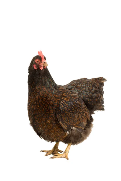 Retrato Uma Galinha Barnevelder Dourada Com Corpo Inteiro Preto Isolado — Fotografia de Stock