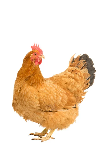 Портрет Курицы Красной Курицы Нью Гэмпшира Стоящей Тело Изолировано Белом — стоковое фото
