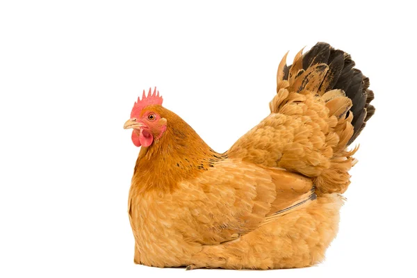 Портрет Курицы Красной Курицы Нью Гэмпшира Сидящей Размножающейся Белом Фоне — стоковое фото