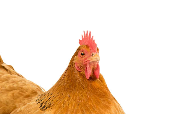 Portrait Head New Hampshire Red Hen Chicken Isolated White Background — стоковое фото