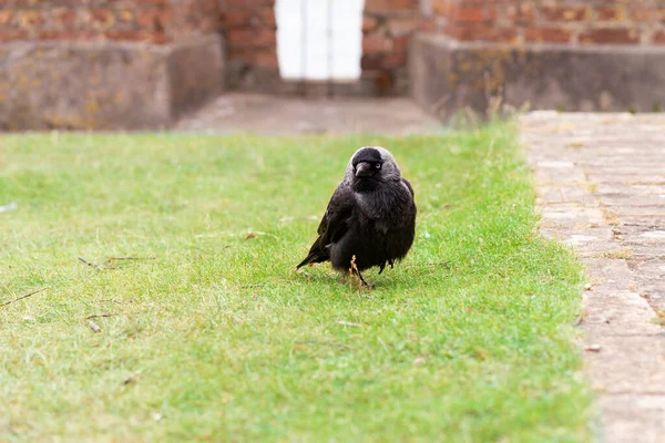 Zachodni Jackdaw Widok Przodu Zachodniej Jackdaw Kruk Ptak Rodzinny Siedzi — Zdjęcie stockowe