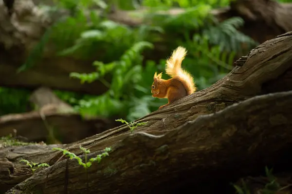 Petit Suirrel Sauvage Rouge Dans Une Forêt Naturelle Mangeant Une — Photo
