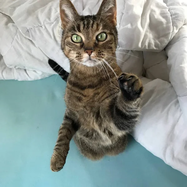 Gato Tabby Sentado Cama Suas Patas Traseiras Implorando Por Atenção — Fotografia de Stock