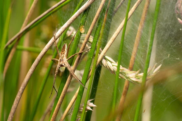 Eine Netzspinne Sitzt Ihrem Nest Gras Der Sonne — Stockfoto