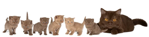 白い背景を背景にシナモンとチョコレートで6つの小さな英国のショートヘアの子猫とその母親のパノラマ — ストック写真