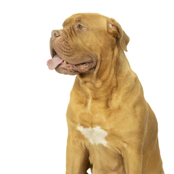 Retrato Cabeza Perro Adulto Dogue Bordeaux Hembra Aislada Sobre Fondo — Foto de Stock