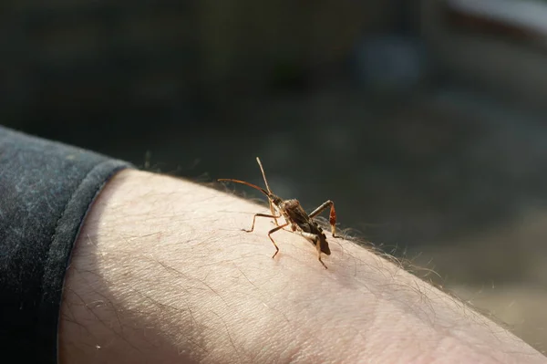 Batılı Kozalak Tohumu Böceği Leptoglossus Occidentalis Coreidae Bir Kolun Üzerinde — Stok fotoğraf