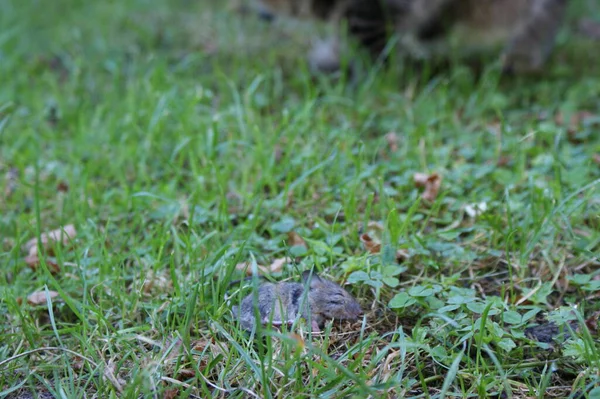 Kleine Dode Muis Liggend Het Gras Nadat Kat Hem Van — Stockfoto