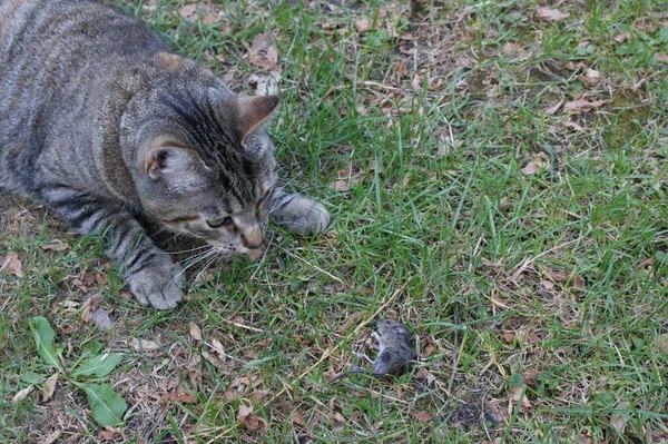 Сірий Таббі Кіт Полює Вбиває Маленьку Сіру Мишу Траві Яку — стокове фото