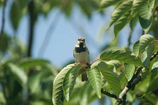 Common Sparrow Passer Domesticus Male Close Tree Sitting Branch Sunlight — Stock Photo, Image