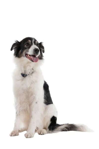 Black White Australian Shepherd Dog Sitting Isolated White Background Looking — Stock Photo, Image